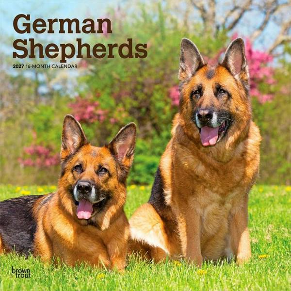 German Shepherds Calendar 2027, Wall Calendars, Month To View, Dogs, Gift
