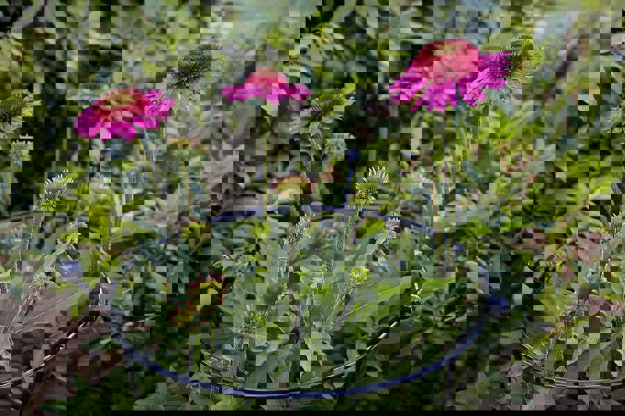 Samuel Alexander 2 Pack of Tom Chambers Cottage Heavy Duty Black Metal Steel Herbaceous Garden Plant Support Ring Large 80cm x 45cm