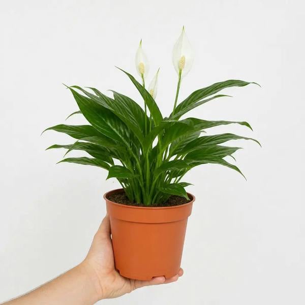 Spathiphyllum Peace Lily 17cm Pot – Easy Care Flowering Indoor Houseplant - Nursery Pot