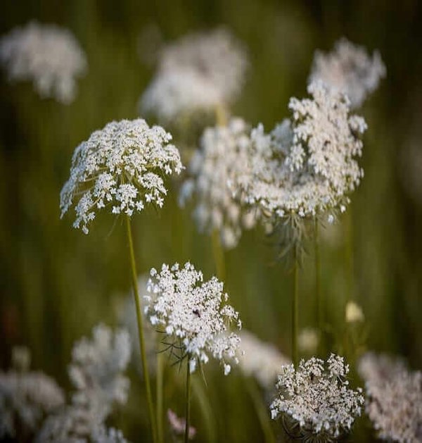 daucus carota