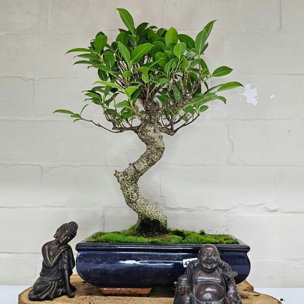 Yorkshire Bonsai Ficus Microcarpa (Banyan Fig) Indoor Bonsai Tree | Shaped | In 25cm Pot