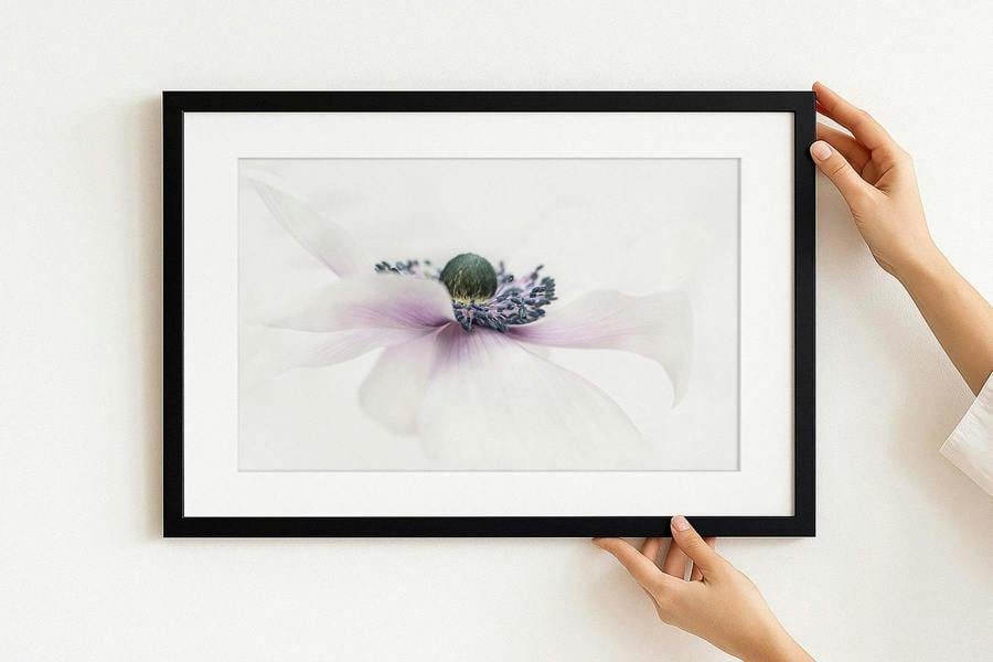framed print of Anemone flower picture