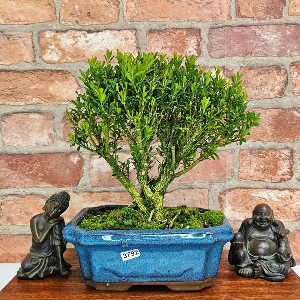 Yorkshire Bonsai Boxwood (Buxus Harlandii) Bonsai Tree | Broom | In 20cm Pot