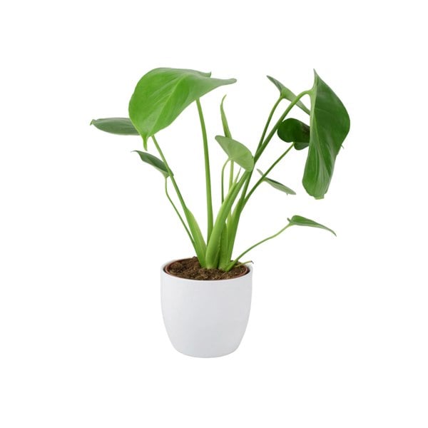 Monstera Deliciosa Cheese Plant 12cm In Peat Free Compost Plants By Post UK