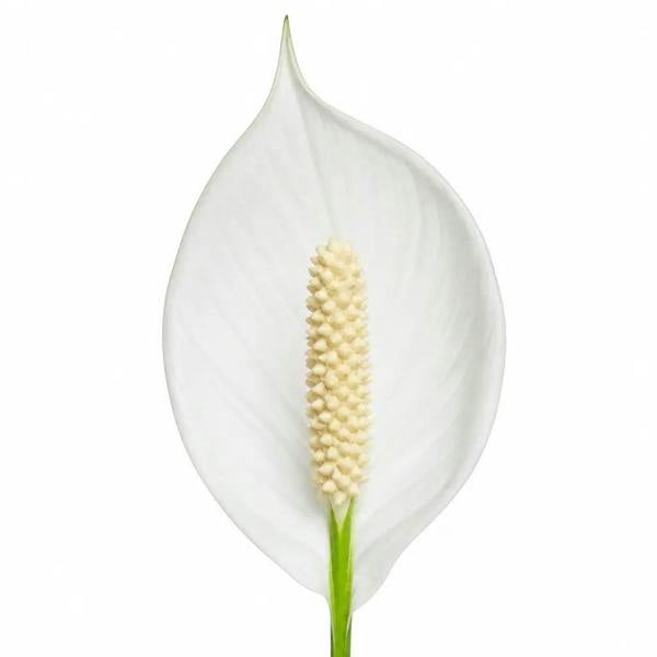 Spathiphyllum Peace Lily 17cm Pot – Easy Care Flowering Indoor Houseplant