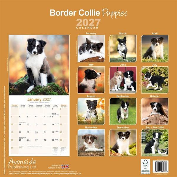 Border Collie Puppies Calendar 2027, Wall Calendars, Month To View, Dogs, Gift
