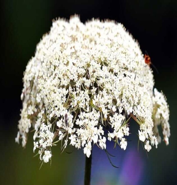 daucus carota var. sativa