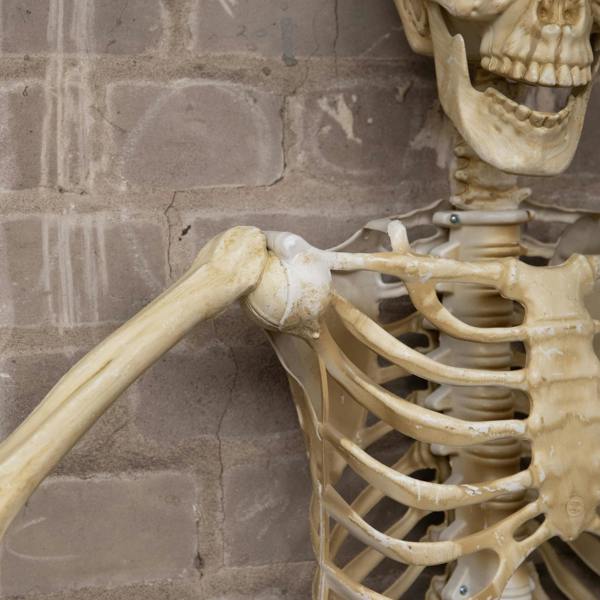 Samuel Alexander 5ft (1.52m) Posable Full Body Halloween Skeleton Decoration with Movable Joints