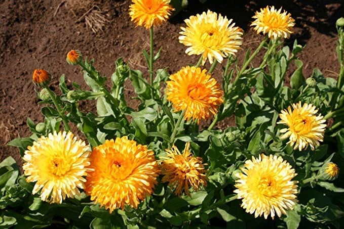 calendula-pacific-beauty-flower