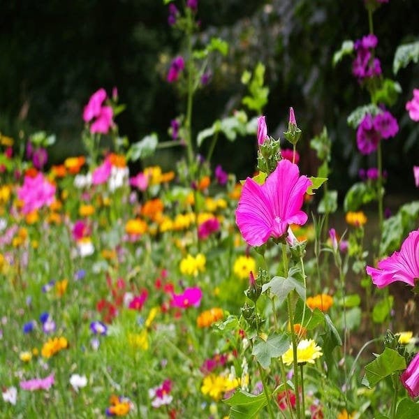 Perennial Wildflower Seeds