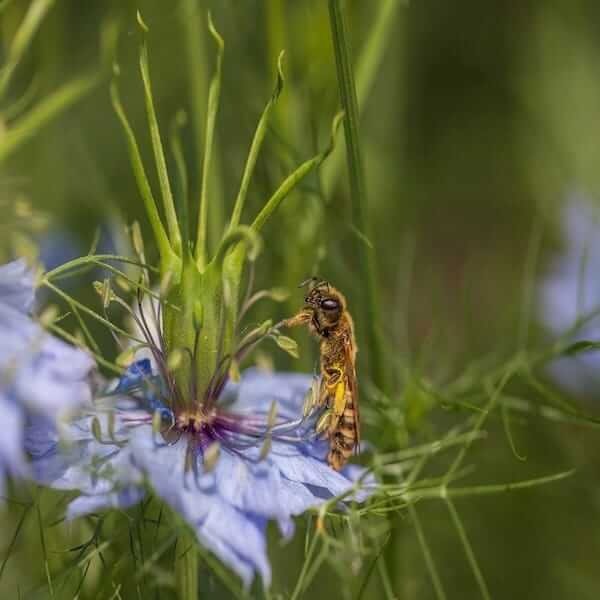 honey-bee-Nigella Sativa