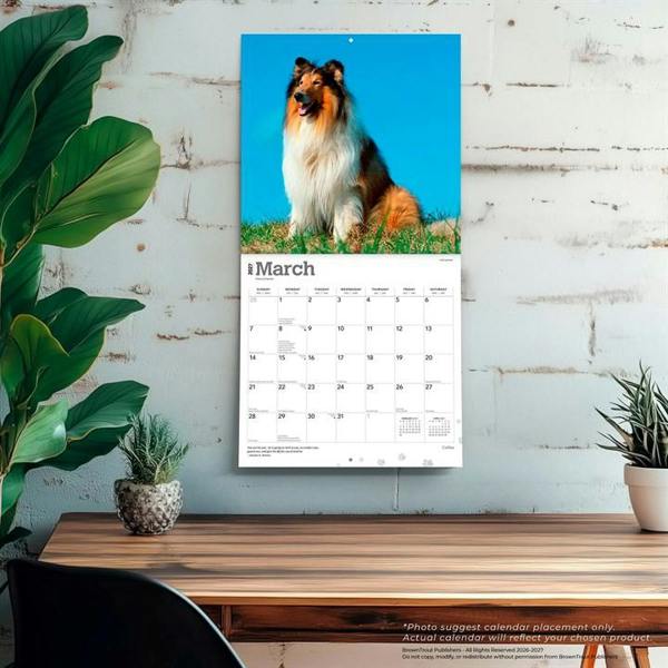 Collies Calendar 2027, Wall Calendars, Month To View, Dogs, Gift