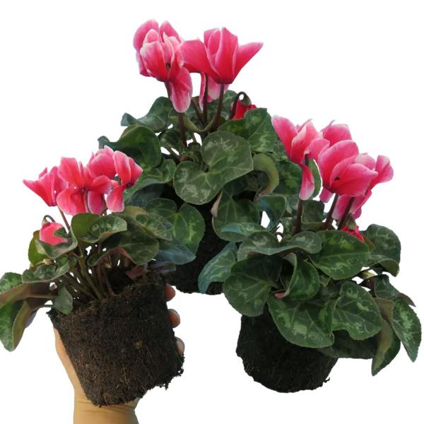 Cyclamen Rouge Flame 1Ltr Pot Pack of 3 & 6 Bicolour Flowering Plants Plants By Post