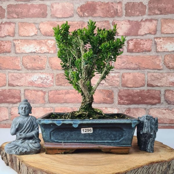 Boxwood (Buxus Harlandii) Bonsai Tree | Broom | In 20cm Pot