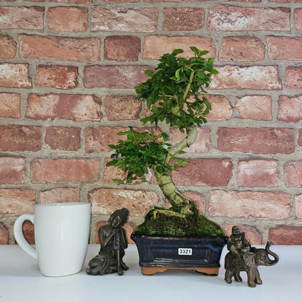Yorkshire Bonsai Chinese Privet (Ligustrum Sinense) Bonsai Tree | Shaped | In 15cm Pot - 3321