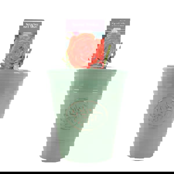 Special Wishes Rose - Plants By Post