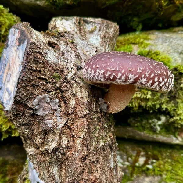 Urban Farm-It Shiitake Mushroom Log Growing Kit