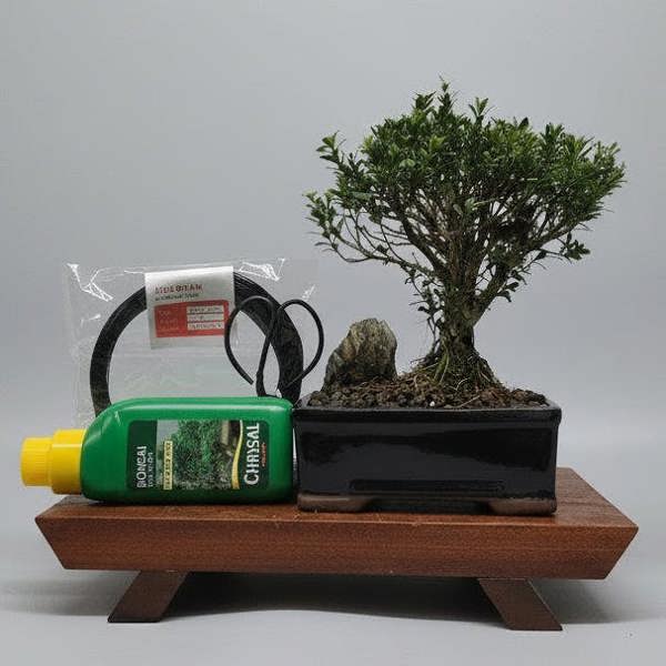 Yorkshire Bonsai Boxwood (Buxus Harlandii) Premium Bonsai Tree Bundle | Broom | In 16cm Pot