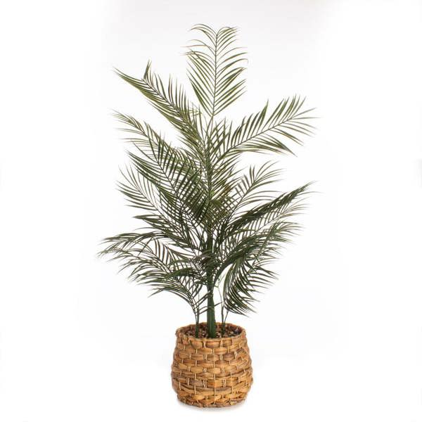 Scottish Everlastings 100cm Palm in Basket