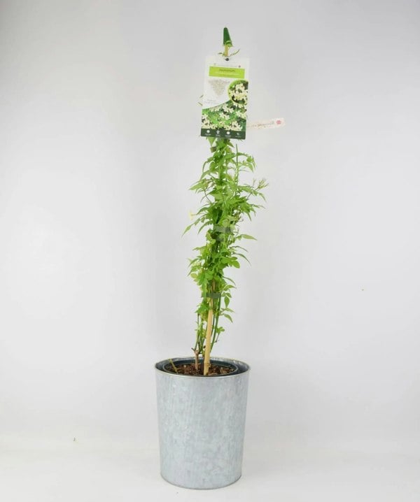 Jasminum officinale Clotted Cream 3L Pot