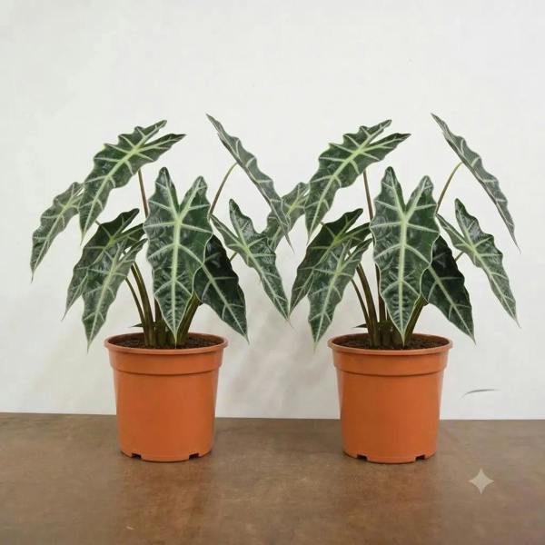 Alocasia Polly Elephant Ear 12cm Pot Plants By Post