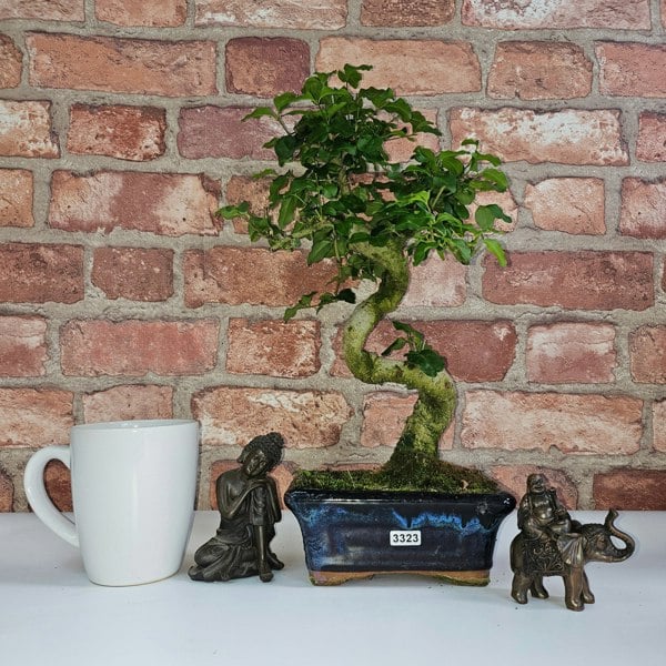 Yorkshire Bonsai Chinese Privet (Ligustrum Sinense) Bonsai Tree | Shaped | In 15cm Pot