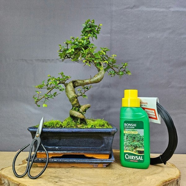 Yorkshire Bonsai Chinese Elm in 20cm Pot Inc: Drip Tray & Bonsai Tree Starter Kit