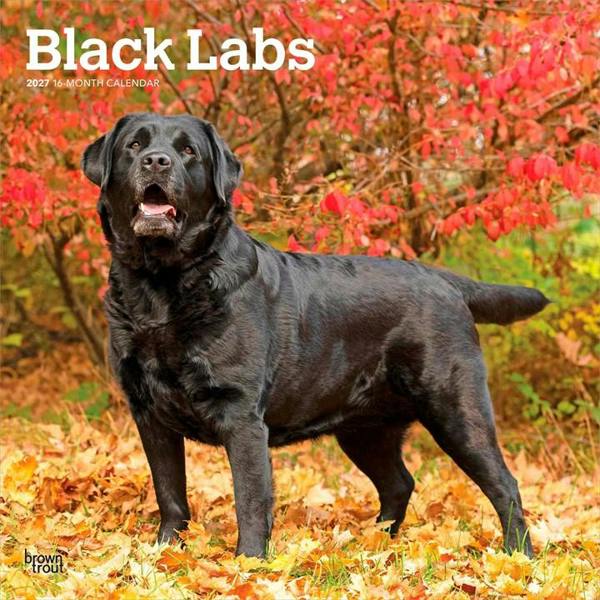 Black Labs Calendar 2027, Wall Calendars, Month To View, Dogs, Gift