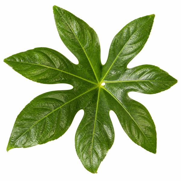 Fatsia Paper Plant 12cm Pot - Air Purifying Plant Plants By Post