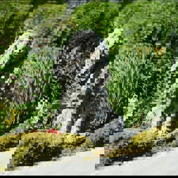 Stone Cast King Charles Spaniel Ornament