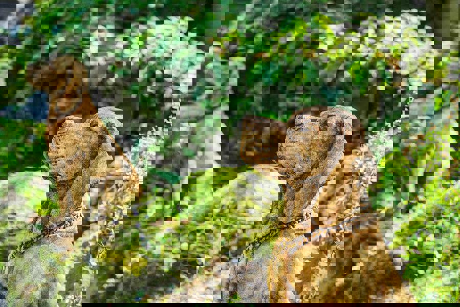 Pair of Life Size Hound Statues