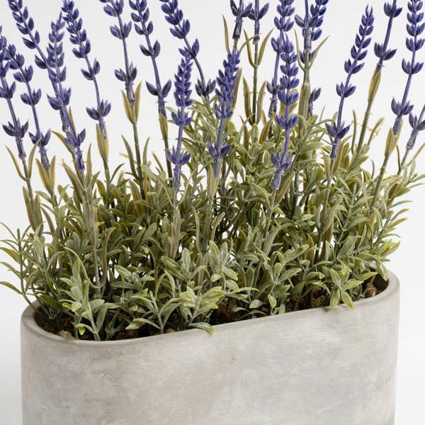 Scottish Everlastings 35cm Lavender in Oval Trough