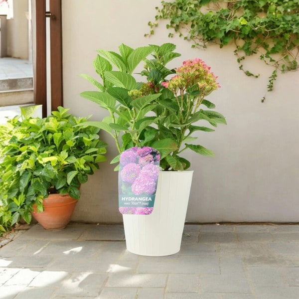 Hydrangea Macrophylla Pink