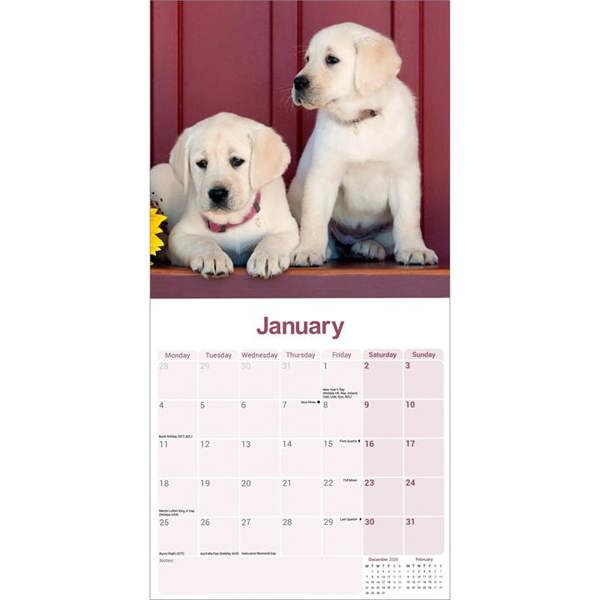 Yellow Labrador Retriever Calendar 2027, Wall Calendars, Month To View, Dogs, Gift