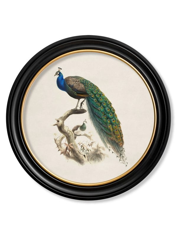 Exceptional Art c.1800s Peacock in Round Frame