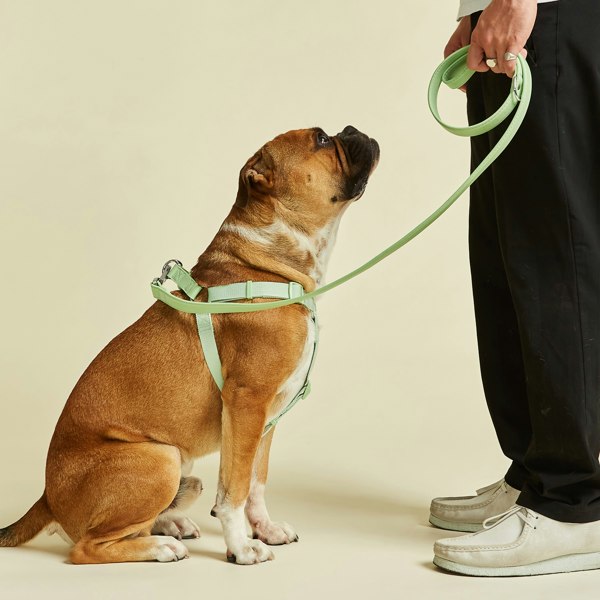 Luxury Green Harness by Barc London