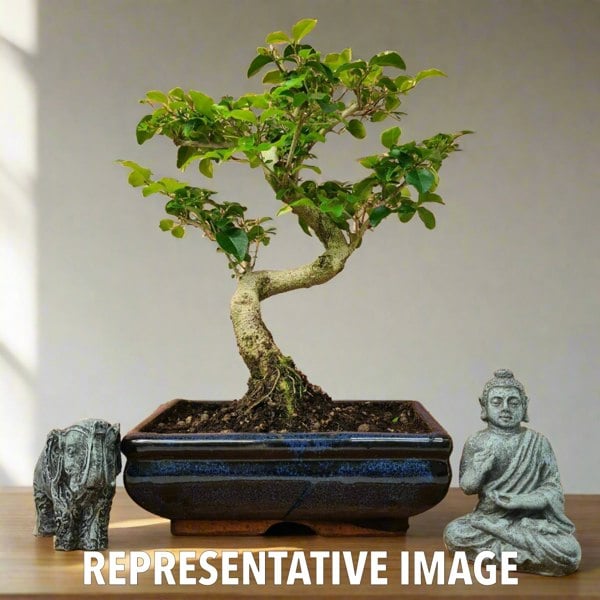 Yorkshire Bonsai Chinese Privet (Ligustrum Sinense) Bonsai Tree | Shaped | In 20cm Pot