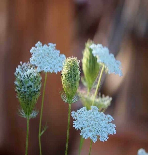 wild-carrot-flowers-Daucus carota