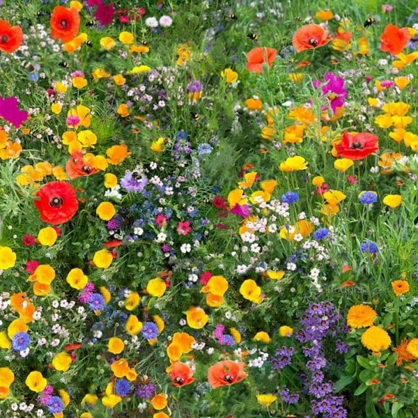 Wild flower seeds uk