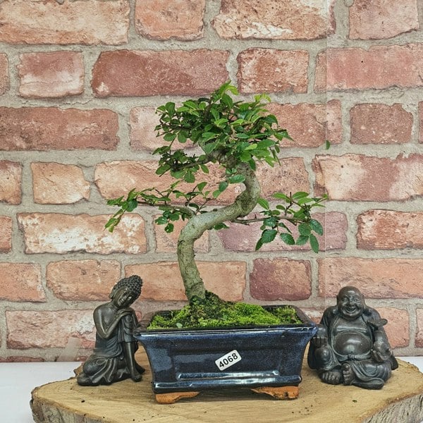 Yorkshire Bonsai Chinese Elm (Ulmus Parvifolia) Bonsai Tree | Shaped | In 15cm Pot