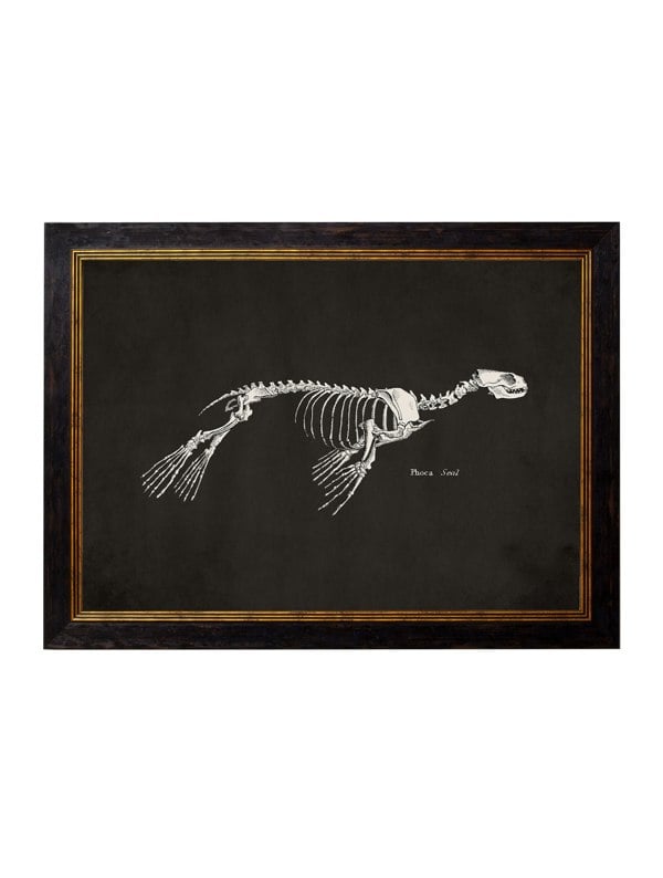 Exceptional Art c.1870 Anatomical Skeletons - Dark