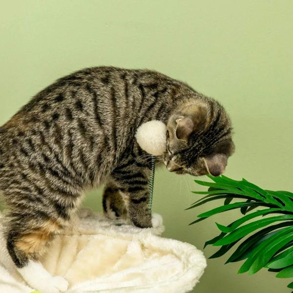 Beige cat tree hammock with plush cushion, with a tabby cat near a toy ball