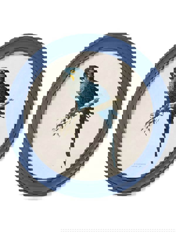 Exceptional Art C.1884 Collection of Macaws in Round Frames Blue