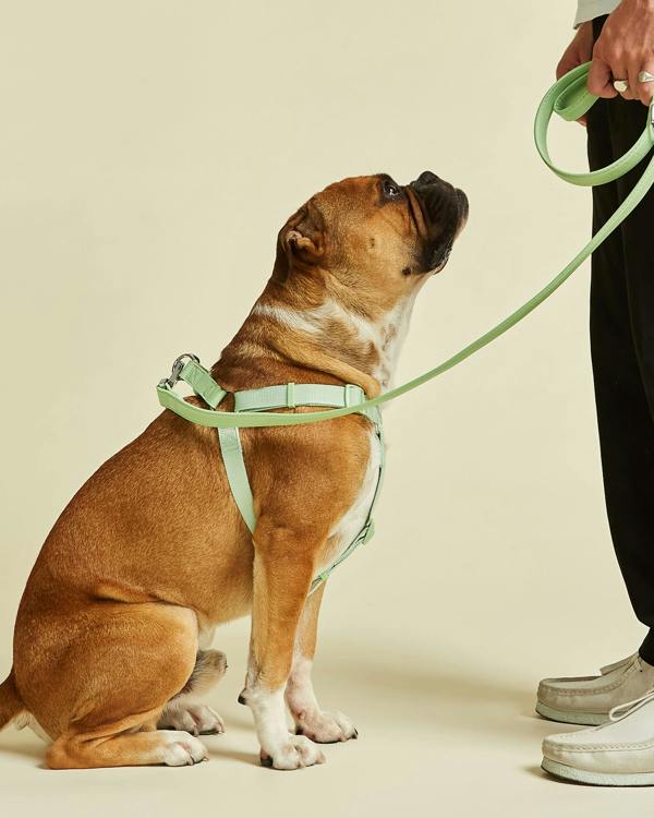 Luxury Green Harness by Barc London