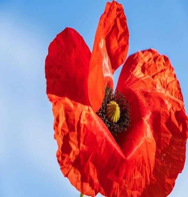 scarlet corn poppies