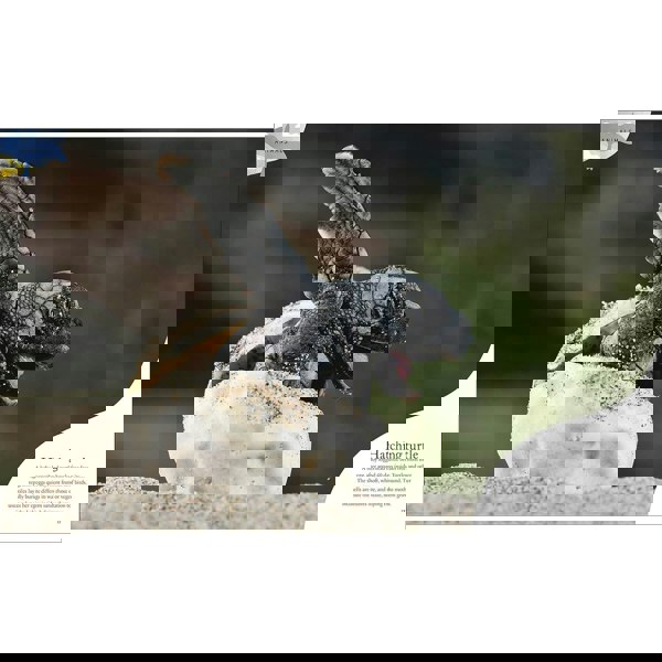 Nature's Treasures: Tales Of More Than 100 Extraordinary Objects From Nature (DK Treasures)