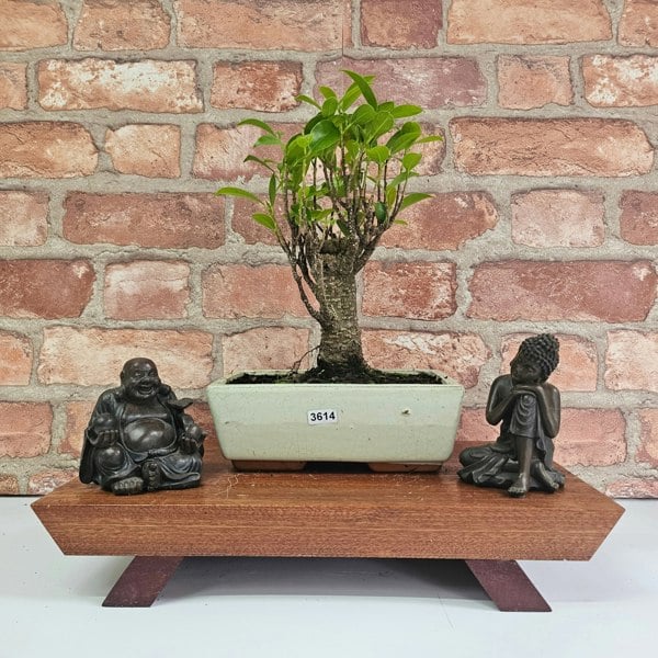 Yorkshire Bonsai Ficus Microcarpa (Banyan Fig) Indoor Bonsai Tree | Broom | In 20cm Pot