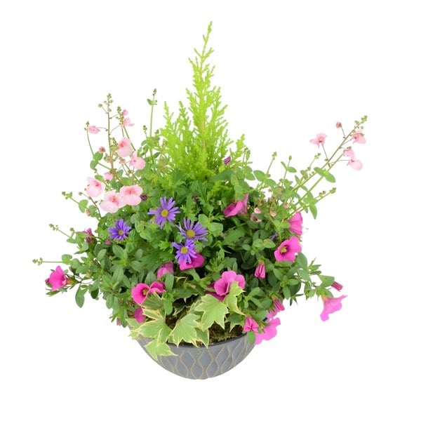 Seasonal Planted Container Pot – Colourful Outdoor Display for Patios and Gardens Plants By Post