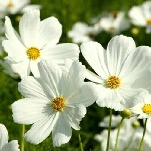 Cosmos bipinnatus Sensation Purity seeds