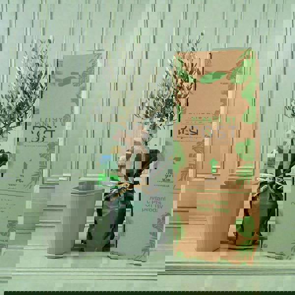 Olive Tree Gift Set in Sage Green Metal Planter (50-60cm) – Symbol of Peace & Friendship Plants By Post